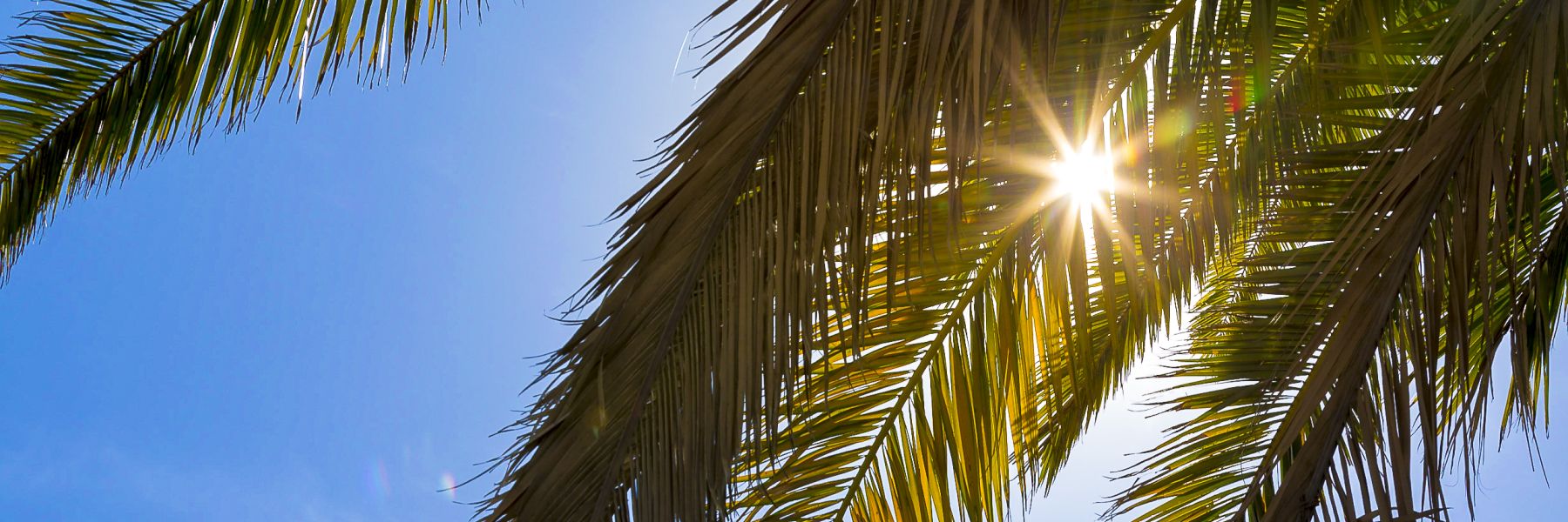 Light shining through palm trees